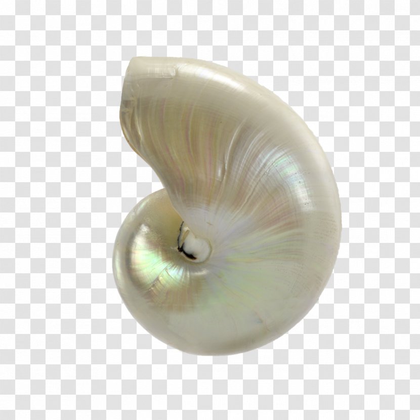 Nautilidae Seashell Pearl Material - Nautilida Transparent PNG