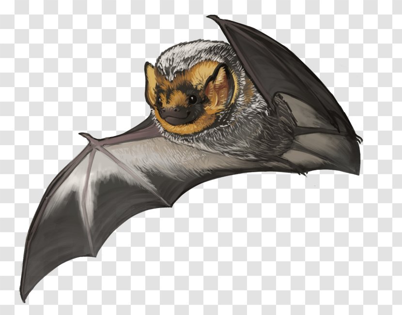 Kitti's Hog-nosed Bat Hoary Large Flying Fox Vampire - Foxes Transparent PNG