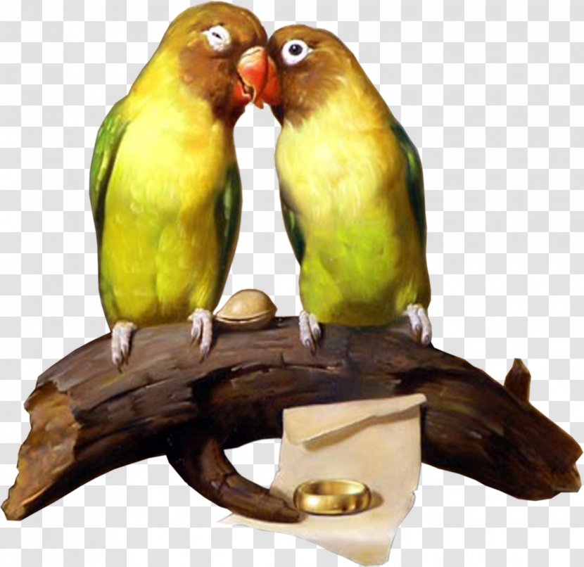 Budgerigar Lovebird Parrot Parakeet - Organism - Bird Transparent PNG