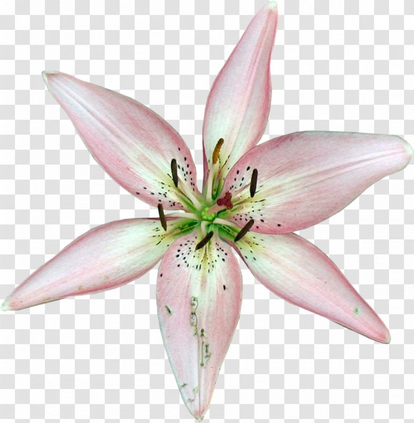 Cut Flowers Liliaceae Plant Lilium - Lily Family - Lilly Transparent PNG