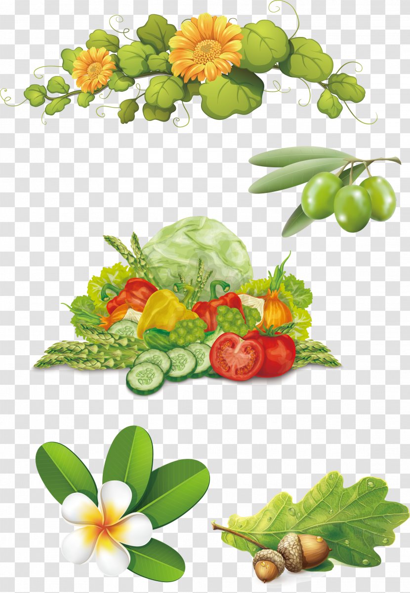 Clip Art - Local Food - Vector Olive Vegetables Frangipani Flower Vine Acorns Transparent PNG