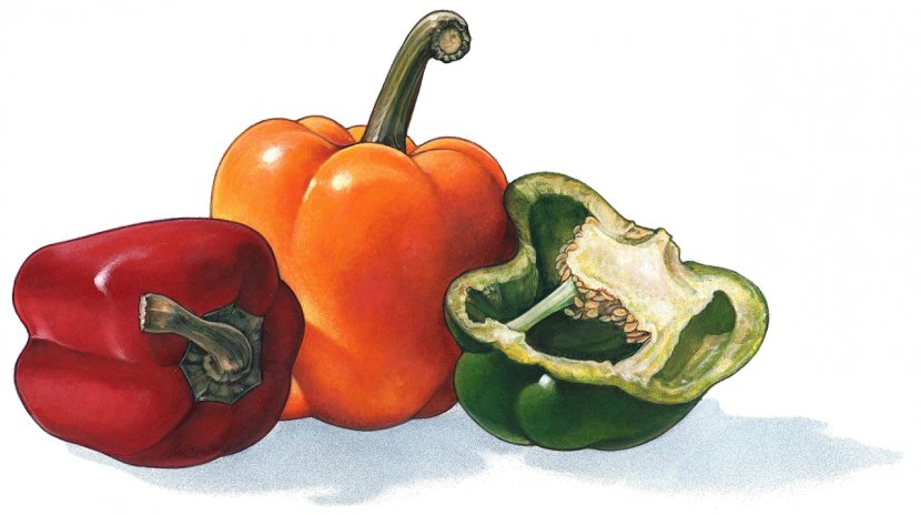 Habanero Bell Pepper Cayenne Chili Vegetable - Paprika Transparent PNG