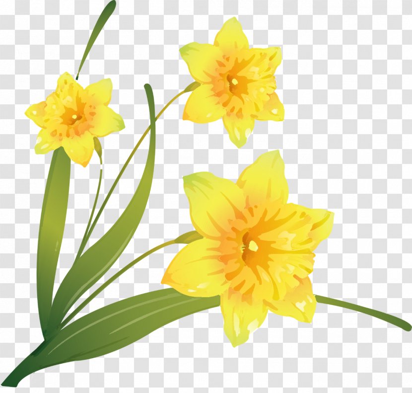 Daffodil Flower Clip Art - Flowering Plant Transparent PNG