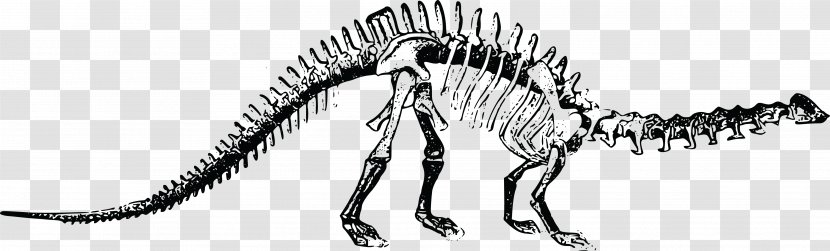 Brontosaurus Tyrannosaurus Stegosaurus Diplodocus Plesiosauria - Monochrome - Dinosaur Vector Transparent PNG