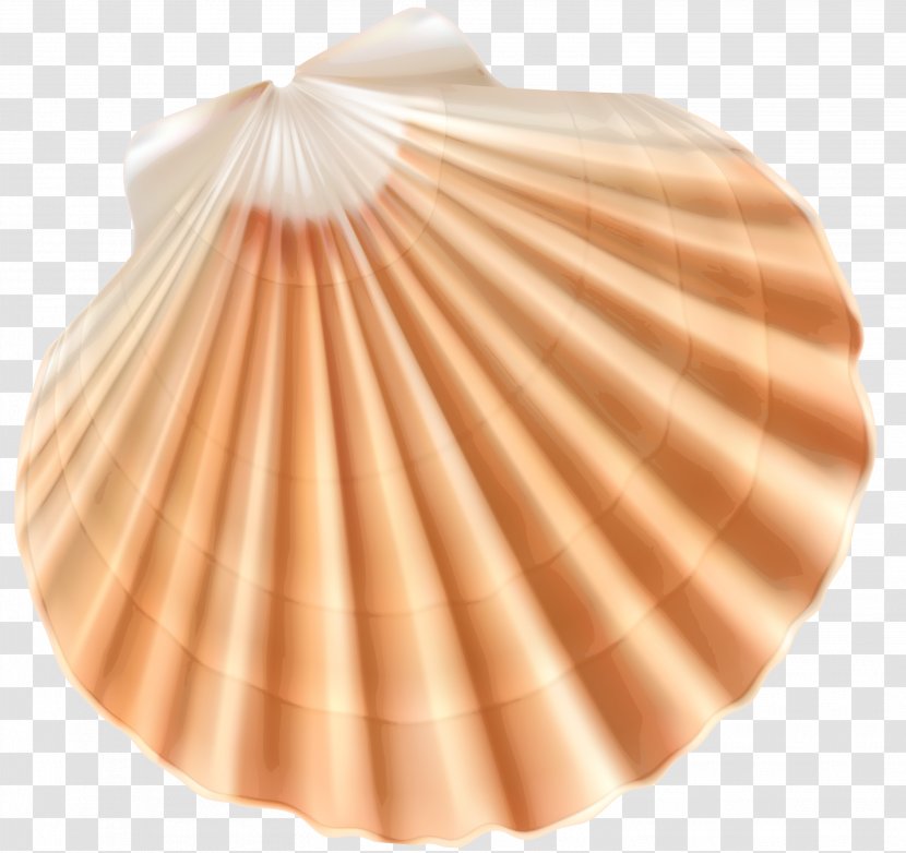 Seashell Clam Clip Art - Peach - Sea Shell Clipart Image Transparent PNG