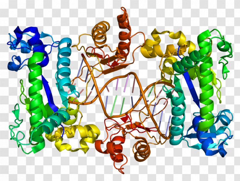 AOC3 DNA Polymerase Gene Enzyme Amine Oxidase (copper-containing) - Frame - Tree Transparent PNG