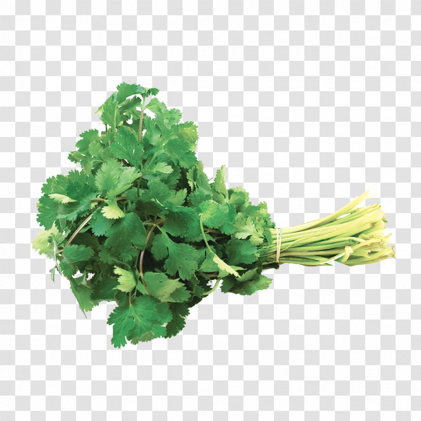 Coriander Parsley Leaf Vegetable Herb - Spring Greens Transparent PNG