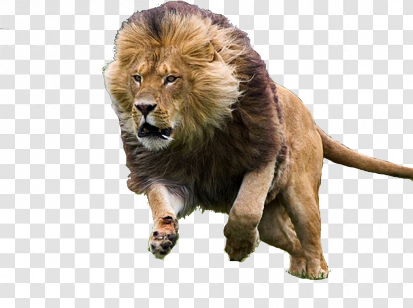 Big Cat Felidae Asiatic Lion Black Panther - Organism Transparent PNG