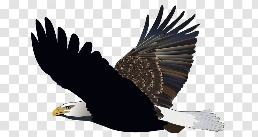 Bald Eagle T-shirt White-tailed Golden - Vulture Transparent PNG