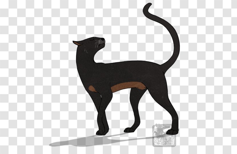 Cat Warriors Spiderleg Italian Greyhound Drawing - Fact - Spider Bites Cats Transparent PNG