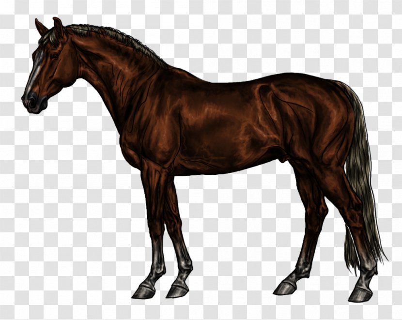 Thoroughbred WinStar Farm Standing Horse Stallion Kentucky Park - Supplies - Silhouette Transparent PNG