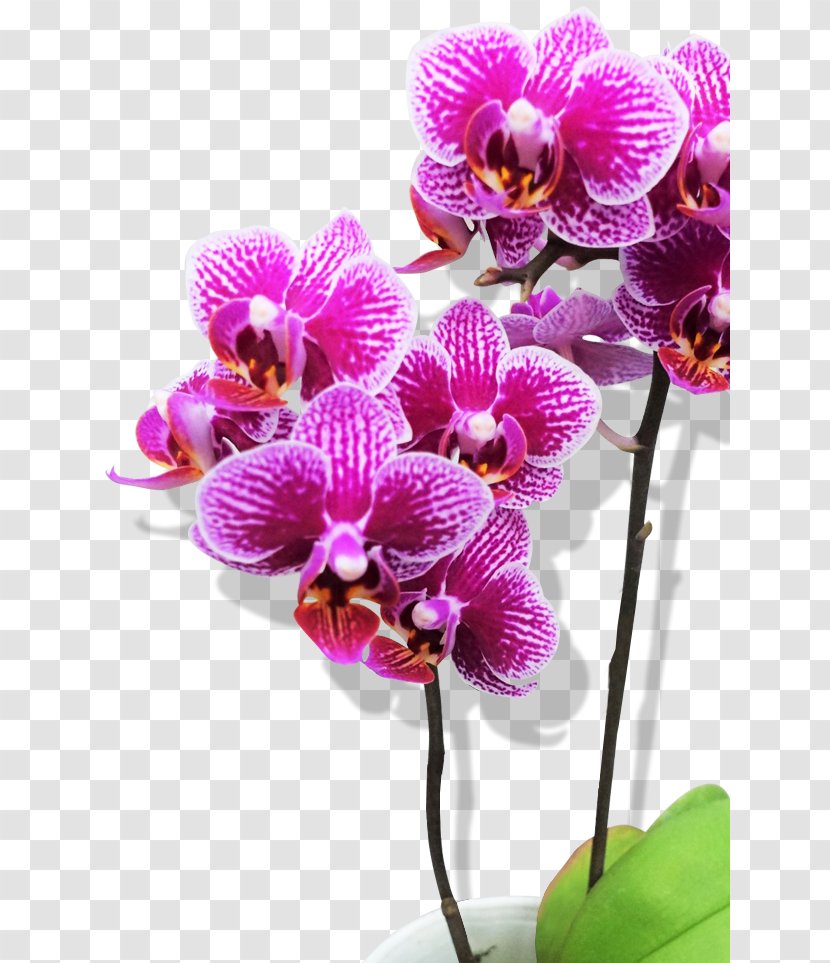 Moth Orchids Cattleya Dendrobium Plant - Magenta - Phalaenopsis Transparent PNG