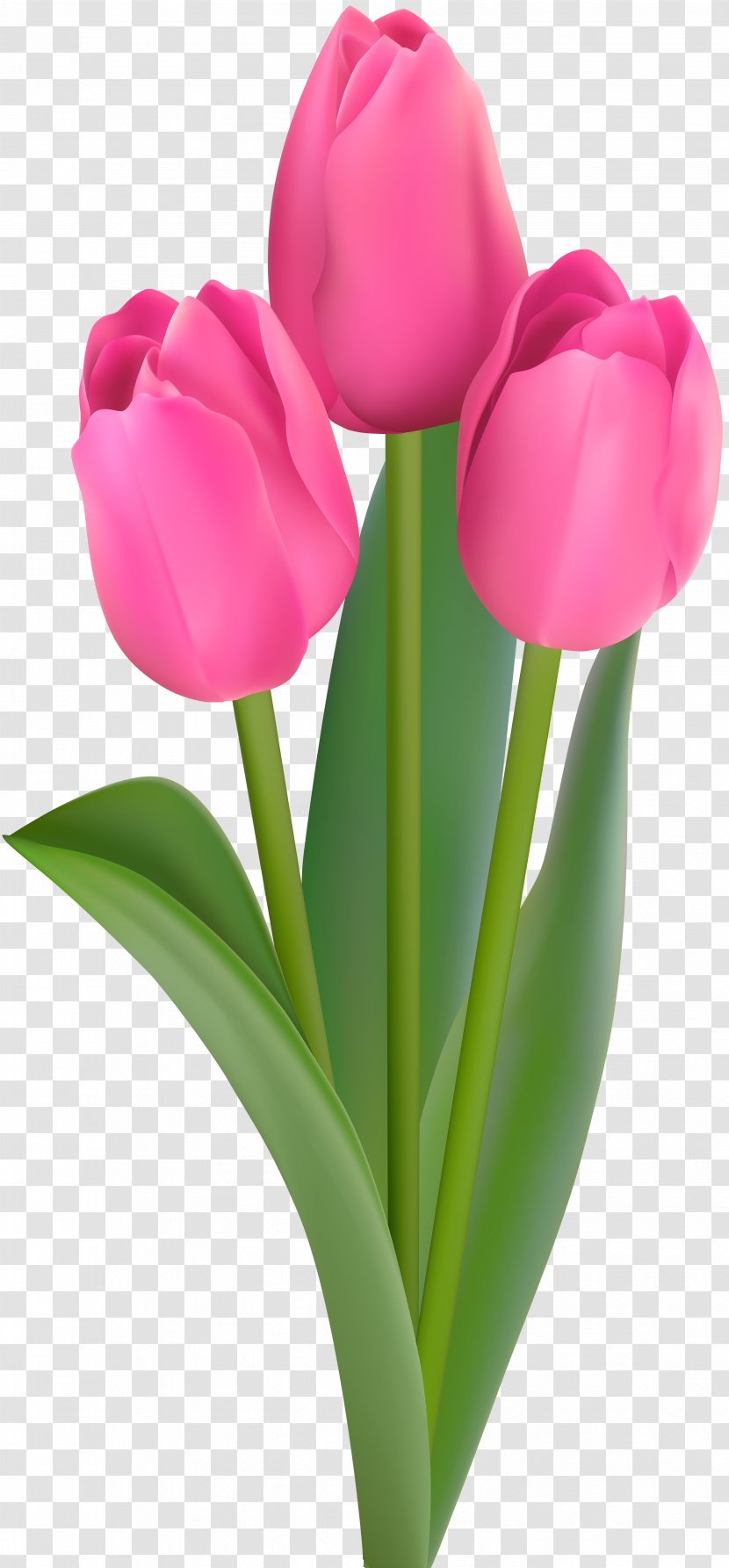 Tulip Clip Art - Plant Stem - Tulips Transparent PNG