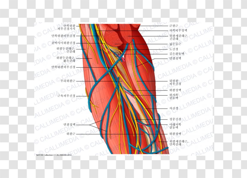 Ulnar Nerve Brachial Artery Augšdelms Vein - Tree - Arm Transparent PNG