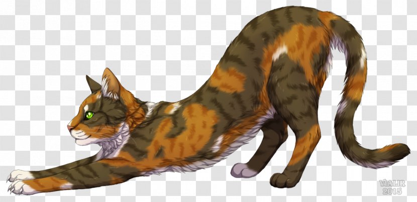 Cat Tawnypelt Warriors Brambleclaw Feathertail - Like Mammal - Eucalyptus Transparent PNG