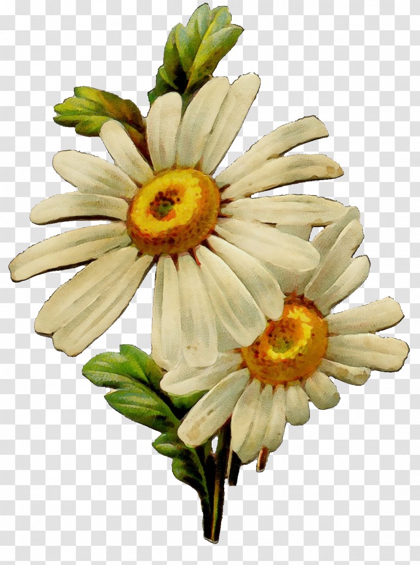 Daisy - Chamomile - Cut Flowers Transparent PNG