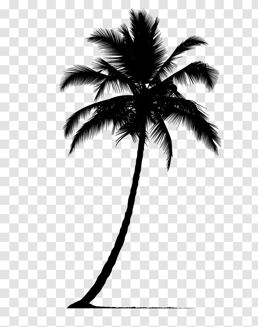 Arecaceae Silhouette Tree - Arecales - Palm Transparent PNG