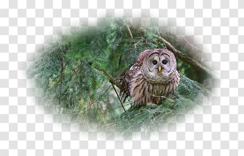 Barred Owl Bird Beak Desktop Wallpaper - Spruce Transparent PNG