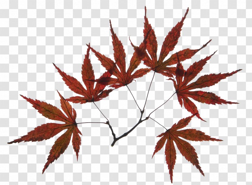 Maple Leaf Branch - Flowering Plant - Brown Features Transparent PNG