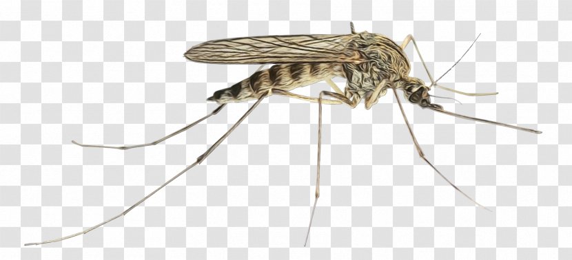 City Cartoon - Pest Control - Blowflies Tachinidae Transparent PNG