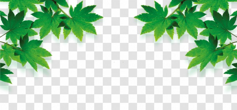 Cosmetics Green Yellow Poster - Maple Leaves Transparent PNG