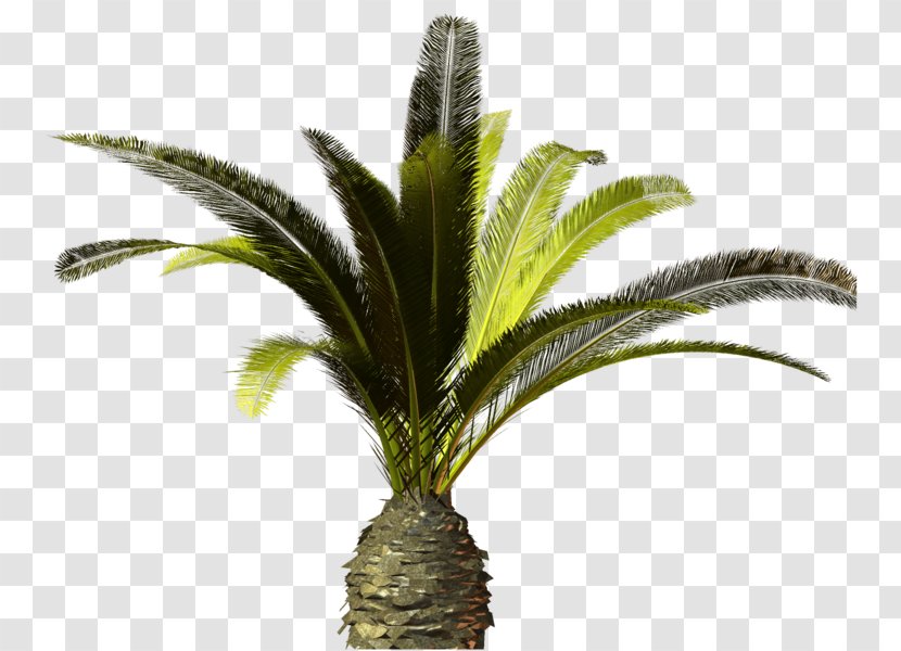 Tree Arecaceae Clip Art - Map Transparent PNG