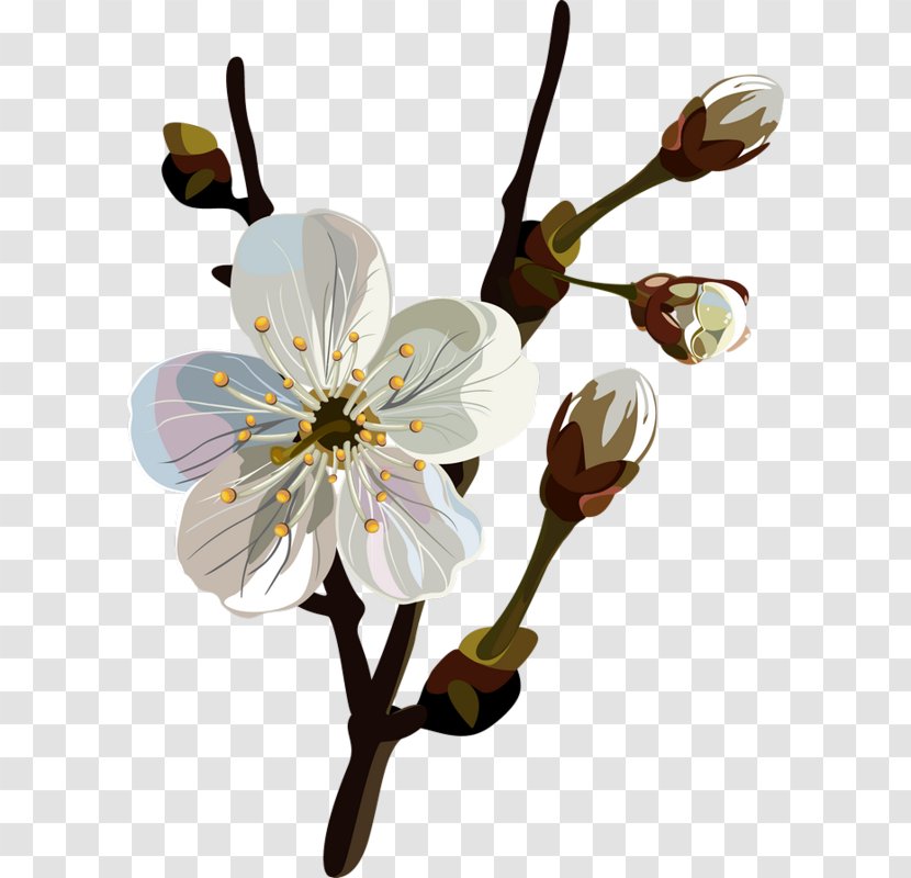 Blossom Flower Floral Design Clip Art - Spring Transparent PNG