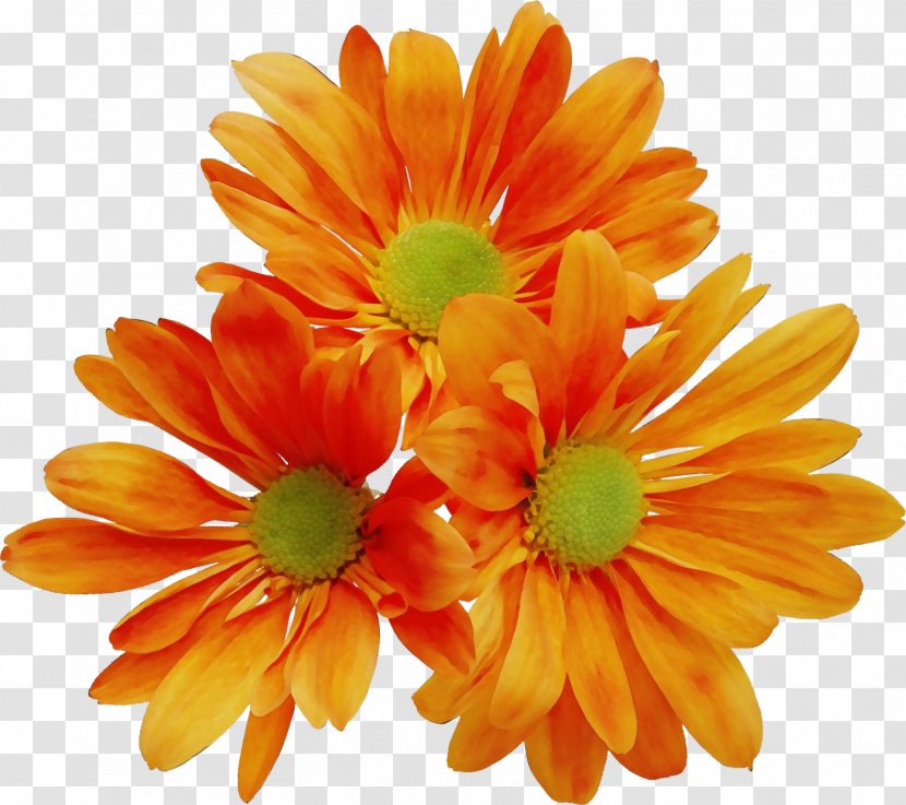 Orange - Yellow - Cut Flowers Transparent PNG