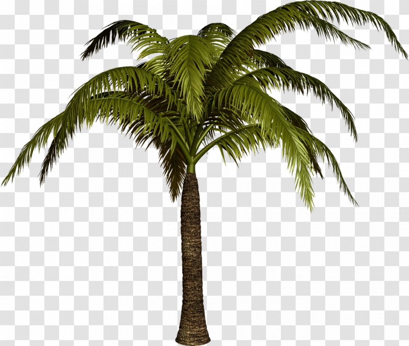 Digital Image Clip Art - Coconut - Palm Tree Transparent PNG