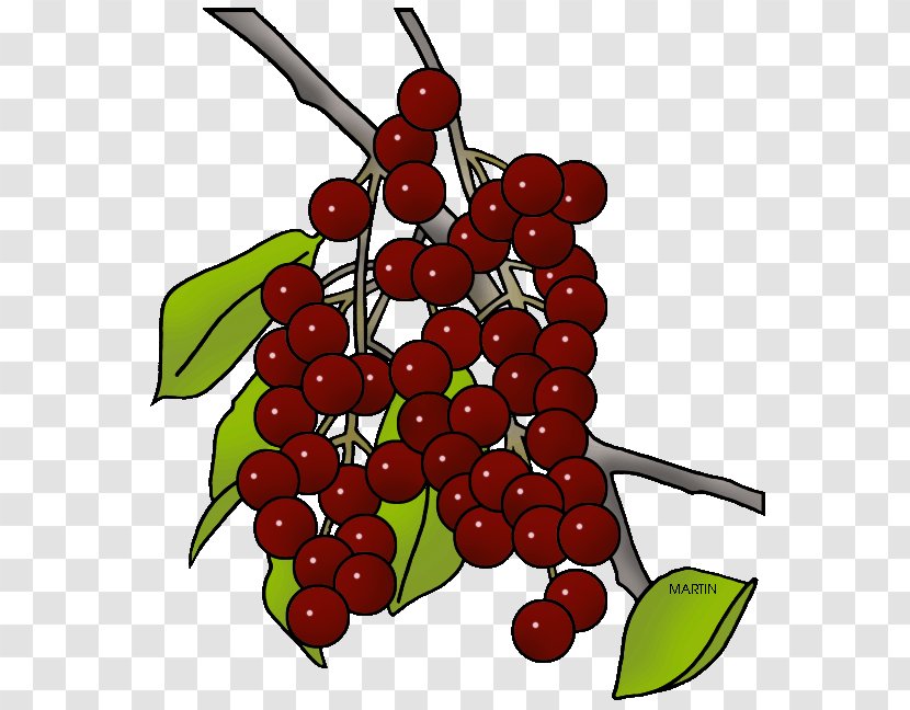 Visual Software Systems Ltd. Clip Art Presentation Berries Website - Natural Foods - Choke Cherry Tree Transparent PNG