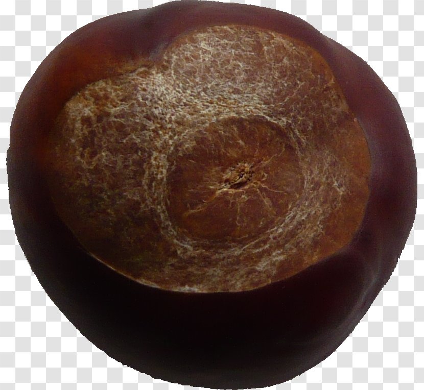 Conkers Privacy HTTP Cookie Public Domain - Conker Transparent PNG