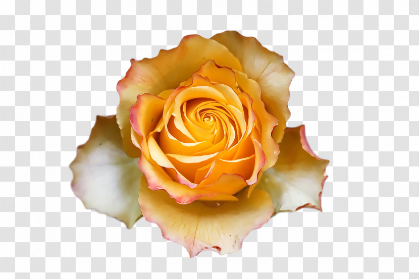 Garden Roses Transparent PNG