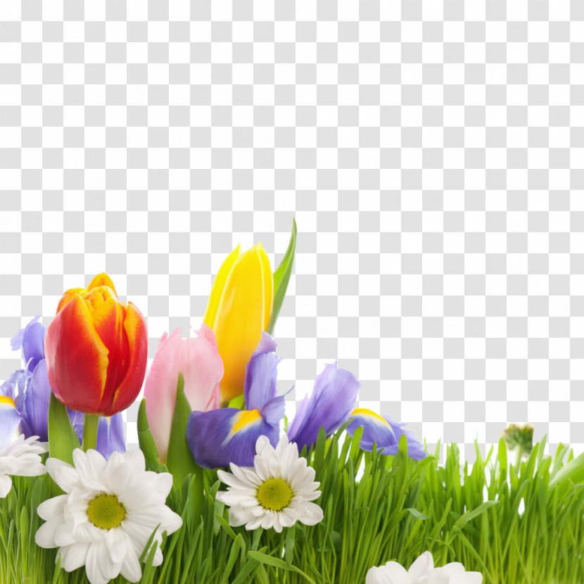 Flower Spring Wallpaper - Floral Design - Beautiful Tulips Transparent PNG