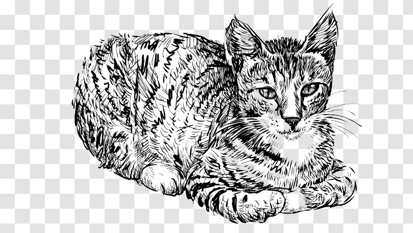 Cat Kitten Drawing - Tabby - Hand Drawn Image Transparent PNG
