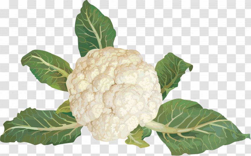 Cabbage Broccoli Cauliflower Brussels Sprout Kohlrabi - Produce Transparent PNG