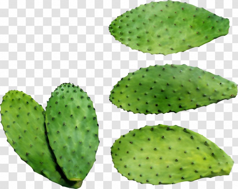 Barbary Fig Eastern Prickly Pear Nopal - Green - Plant Transparent PNG