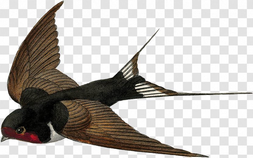 Barn Swallow Bird Flight Swifts - John James Audubon Transparent PNG