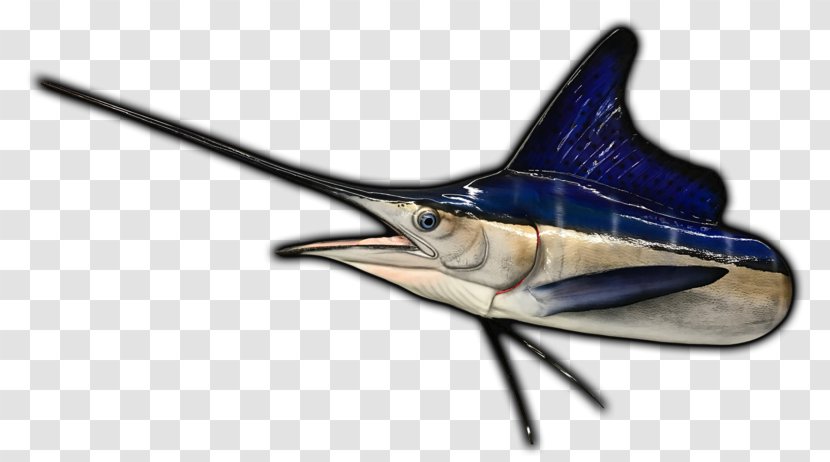 Swordfish Marlin Fishing White Atlantic Blue - Museum - Fish Transparent PNG