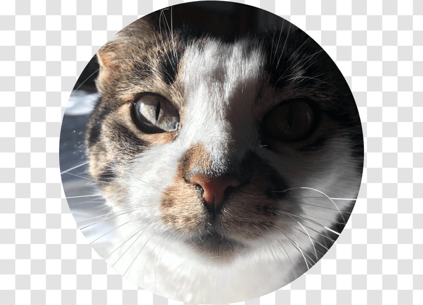 Whiskers Domestic Short-haired Cat Tabby Fur - Close Up Transparent PNG