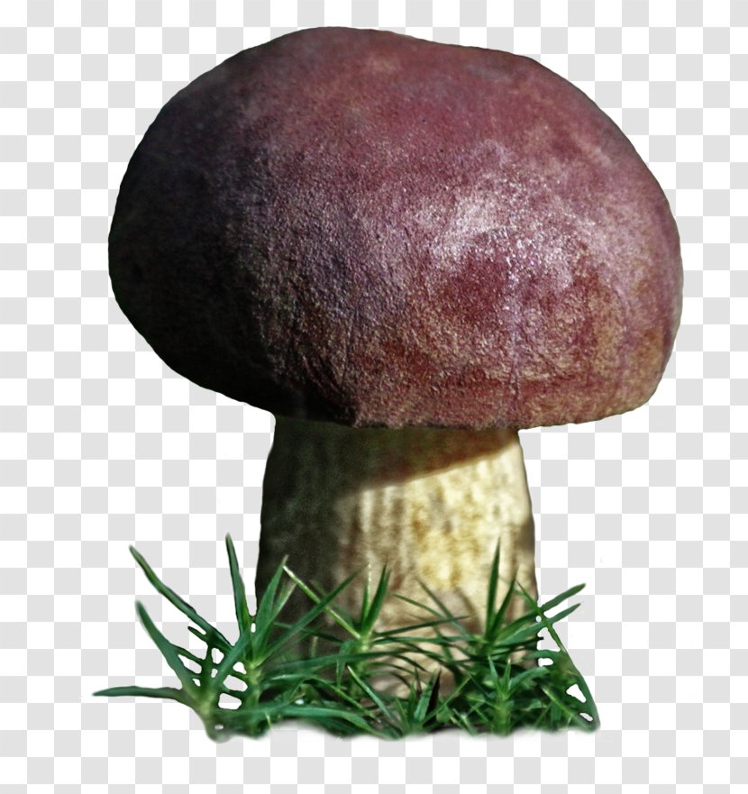 Boletus Edulis Edible Mushroom Bolete Medicinal Fungi Transparent PNG