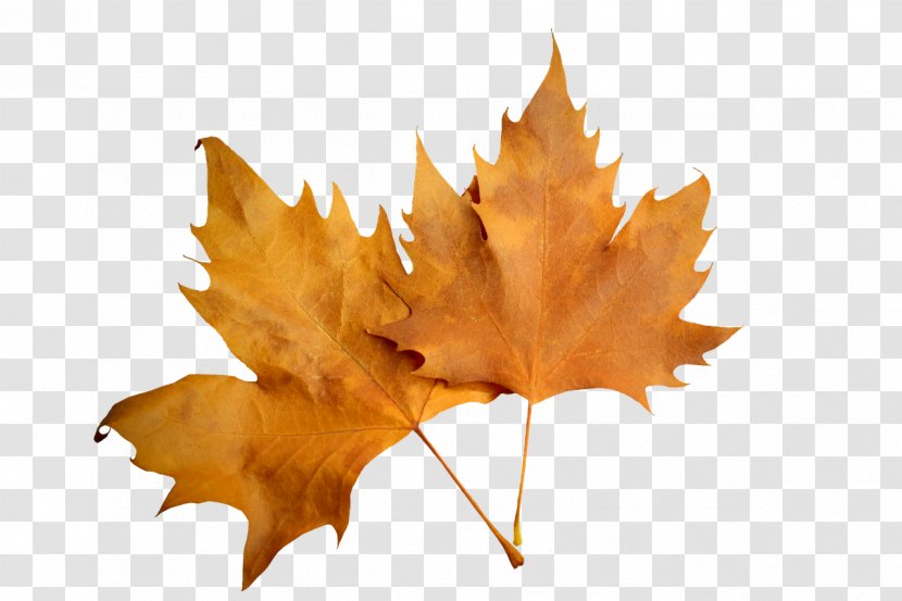 Leaf Autumn - Image Resolution Transparent PNG