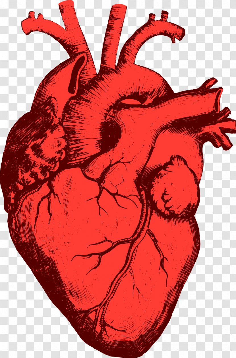 Clip Art Heart Vector Graphics Drawing - Flower Transparent PNG