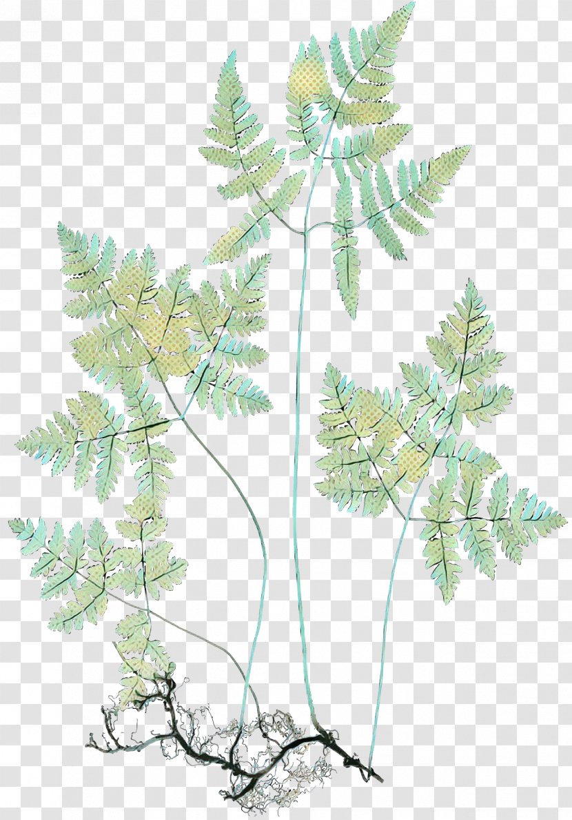 Family Tree Background - Leaf - American Larch Woody Plant Transparent PNG