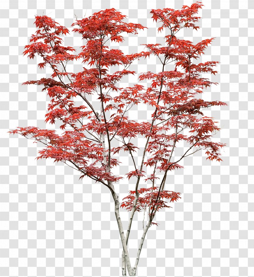 Tree Plant Flower Red Woody - Maple - Cut Flowers Transparent PNG