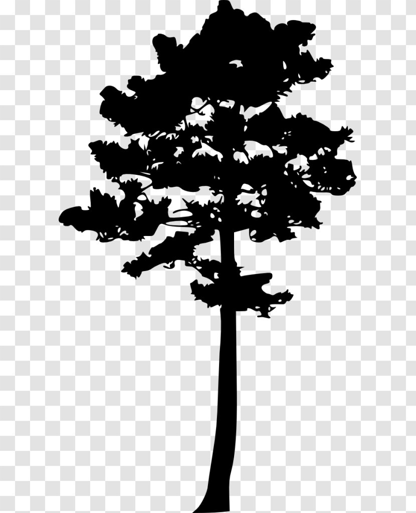 Woody Plant Tree Pine - Silhouette Transparent PNG