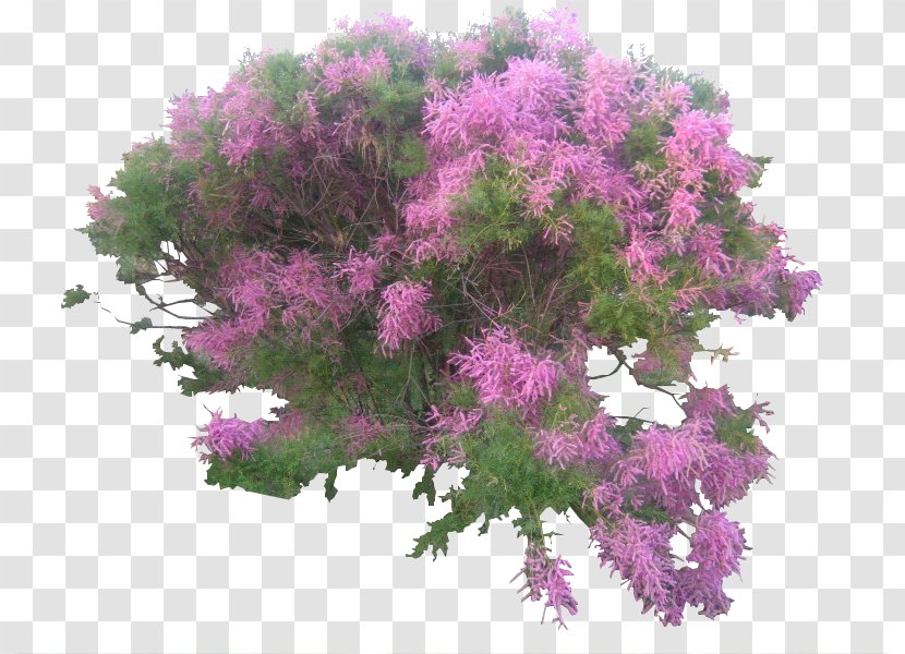 Shrub Garden Kamchatka Honeysuckle Japanese Laurel Tree Transparent PNG