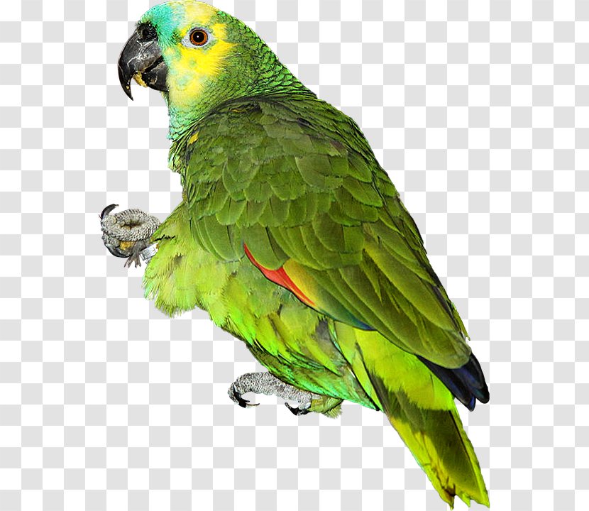 Bird Budgerigar Red-crowned Amazon - Redlored Transparent PNG