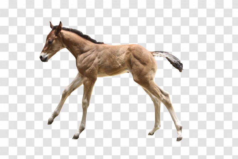 Thoroughbred Foal Colt Mare - Cartoon Horse Transparent PNG
