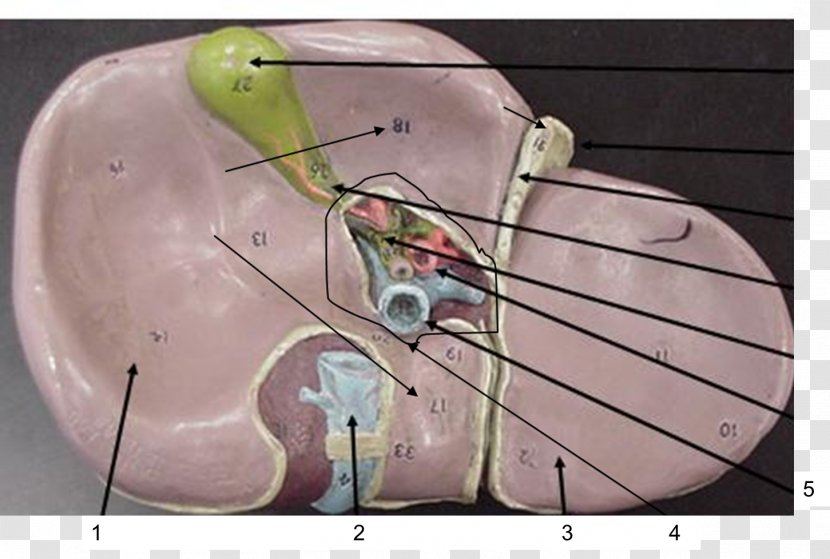 Porta Hepatis Lymph Node Liver Anatomy - Flower - Sonography Transparent PNG