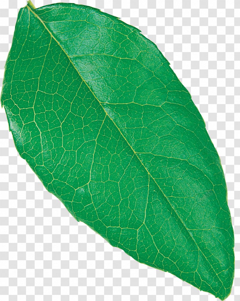 Plant Pathology Leaf Transparent PNG